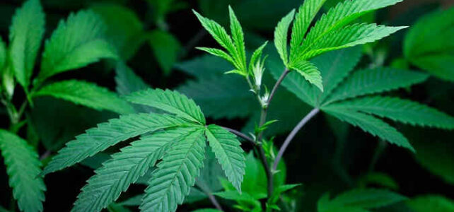 10 Facts You Should Know About The Cannabis Intervention Requirement 10 Facts You Should Know About The Cannabis Intervention Requirement